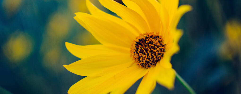 flower Creative Web Design Newcastle
